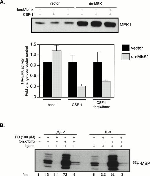 Fig. 8. MEK activity is required for the synergistic activation of ERK by CSF-1 and cAMP. (A) 32D/CSF-1R cells were cotransfected with HA-ERK2 (2 μg) and either vector (10 μg) or dn-MEK1 (10 μg). Cells were processed 24 hours later as described in Fig 5. Western blot of total MEK1 (endogenous plus transfected) is shown in the top panel. MBP kinase activity in HA-ERK2 immunoprecipitates was determined and the results from four independent cotransfections with HA-ERK2 and dn-MEK1 or vector control are shown in the bottom panel (means ± SE). To emphasize the effect of dn-MEK1, HA-ERK activities measured in the presence of dn-MEK1 are normalized to those from vector-control cells for each condition. (B) 32D/CSF-1R cells were starved and treated with 100 μmol/L PD98059 for 1 hour and 40 minutes before the addition of forskolin/IBMX. This was followed 20 minutes later by CSF-1 or IL-3. Endogenous ERK2 was immunoprecipitated and MBP kinase activity determined. The experiment has been repeated with 50 μmol/L PD98059 with very similar results.