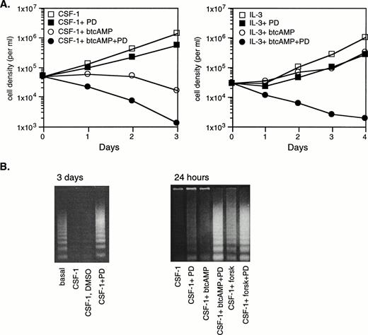 Fig. 9. ERK activation by CSF-1 and cAMP opposes cAMP’s growth-inhibitory and apoptosis-promoting effects. (A) Exponentially growing 32D/CSF-1R cells were thoroughly washed and then seeded into medium without CSF-1 or IL-3 in the presence or absence of 50 μmol/L PD98059 (PD) and allowed to incubate for 1 hour and 40 minutes. btcAMP (1 mmol/L) was added, followed by 5 nmol/L CSF-1 (left) or 100 U/mL of rIL-3 (right) 20 minutes later. DMSO was present in the same amounts in all samples. Cell counts were performed in duplicate daily. Duplicate cell counts showed less than a 5% error in most cases. (B) Cells were treated as described in (A) using either 1 mmol/L btcAMP or 30 μmol/L forskolin. Cytoplasmic DNA was isolated from a fixed number of starting cells as described in Materials and Methods and analyzed by agarose gel electrophoresis and ethidium bromide staining after 3 days (left) or 24 hours (right). Relative numbers of viable cells remaining after 24 hours under the different conditions for the experiment on the right are as follows: CSF-1 (100%), CSF-1+PD (67%), CSF-1+btcAMP (46%), CSF-1+btcAMP+PD (35%), CSF-1+forskolin (67%), and CSF-1+forskolin+PD (43%).