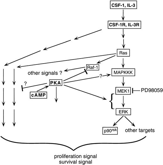 Fig. 10. Schematic illustrating how growth factors such as CSF-1 and IL-3 may cooperate with cAMP/PKA to activate the ERK/p90rsk pathway in myeloid progenitors. CSF-1 stimulates the activities of both Raf-1 and ERK in 32D cells. In the presence of cAMP, Raf-1 activation is prevented yet ERK activity is enhanced. The simplest explanation is that CSF-1 uses an alternate (not Raf-1) cAMP-insensitive kinase as the MAPKKK. Activation of MAPKKK is likely to be Ras-dependent, because expression of oncogenic Ras together with elevations in cAMP levels can recapitulate the synergistic stimulation of ERK by CSF-1 and cAMP. Whether cAMP can itself activate MAPKKK is not clear (see text). Instead, the dominant stimulatory effect of cAMP appears to be at a step after MEK1 activation, because MEK1 activity itself is not enhanced in the presence of cAMP but is required for the synergistic action of cAMP. Inhibition of the MEK-ERK pathway results in a significant but incomplete suppression of cell proliferation, indicating that growth factors such as CSF-1 and IL-3 activate other pathways required for optimal proliferation and survival in myeloid progenitor cell lines. These pathways could be mediated by both Ras-independent (depicted by pathways emanating from the receptor) and -dependent (depicted by pathways emanating from Ras) mechanisms and both are potentially targets for cAMP action. cAMP and PKA can also presumably influence pathways in the cell not directly activated by CSF-1 or IL-3 (depicted by an arrow emanating from PKA not targeted at a receptor-activated pathway).