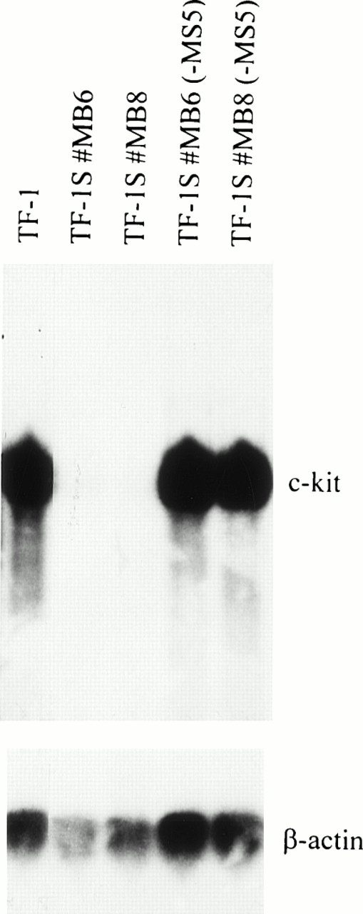 Fig. 2. High levels of c-kit RNA are expressed in parental TF-1 cells in absence of stroma and low levels in stroma-dependent TF-1S clones. To determine c-kit expression, RNA (15 μg) from cell line TF-1 and stroma-dependent clones (TF-1S #MB6 and TF-1S #MB8) was subjected to Northern analysis. Absence of MS-5 stroma cells for 1 day is indicated by “−MS5” (lanes 4 and 5).
