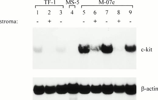 Fig. 4. The level of c-kit transcripts is similarly downregulated in M-07e cells upon interaction with stroma cells. The level is upregulated when the stroma is removed. RNA (12 μg/lane) was subjected to Northern analysis. M-07e cells grown in suspension with rhIL-3 or alternatively on stroma for 1 and 2 weeks were analyzed for c-kit expression. In addition, an aliquot of the M-07e cells was removed from the stroma (at days 7 and 14, respectively) and was grown for 1 day in suspension with IL-3 added. In parallel, TF-1 was used as a control for downregulation and upregulation (lanes 1 through 3). Lane 1, TF-1; lane 2, TF-1, 2 weeks on MS-5; lane 3, TF-1, 2 weeks on MS-5, 1 day in suspension (+GM-CSF); lane 4, MS-5; lane 5, M-07e; lane 6, M-07e, 1 week on MS-5; lane 7, M-07e, 1 week on MS-5, 1 day in suspension (+IL-3); lane 8, M-07e, 2 weeks on MS-5; lane 9, M-07e, 2 weeks on MS-5, 1 day in suspension (+IL-3).