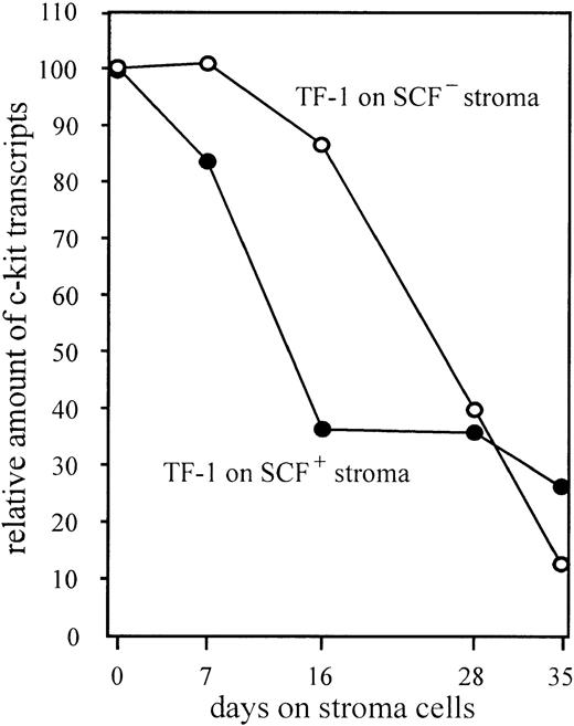 Fig. 5. Downregulation of c-kit expression in absence of c-kit activation by use of SCF-deficient (UNC Sl−/Sl−) stroma cells. Stroma feeder was prepared by seeding 5 × 104 stroma cells per well into 6-well tissue culture plates (Nunclon). TF-1 cells grown in GM-CSF–containing medium were washed three times in RPMI medium and subsequently transferred to irradiated (17,600 rad) stroma. Usually every 7 days the TF-1 cells were sequentially transferred to fresh prepared stroma. An aliquot of cells was analyzed for expression of c-kit as described in Materials and Methods. Aliquots of each transfer were confirmed to be negative for factor-independent mutant cells by recloning in medium with and without GM-CSF. Cultures that contained mutant cells were excluded.