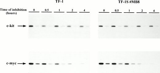 Fig. 8. The half-life of the c-kit transcript is not reduced by the stroma cell interaction. The reduction of the c-kit mRNA level was monitored after actinomycin D inhibition (5.0 μg/mL) of RNA synthesis in TF-1 cells. Only data of the first 4 hours of inhibition were evaluated, because the cells tended to clump under prolonged action of actinomycin D. The decrease of c-kit mRNA was measured by semiquantitative RT-PCR. One-fifth dilutions of the RNA were reverse transcribed and amplified to check linearity of amplification. These amplification products correspond to the second lane at each time point. Amplification of c-kit–specific transcripts in TF-1 cells and c-myc–specific transcripts was performed for 18 cycles. Amplification of c-kit specific transcripts was performed for 22 cycles in case of the TF-1S #MB8 cells.
