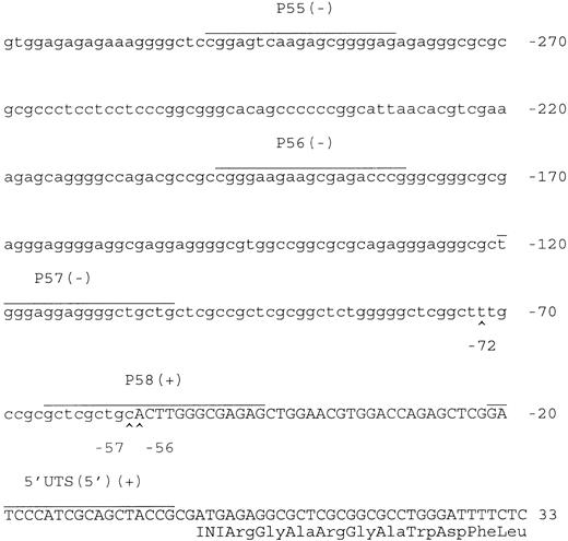 Fig. 9. The start sites of the c-kit transcription are the same in cells downregulated (+ stroma) or upregulated (− stroma) for c-kit expression. Start sites of c-kit transcription as defined by RACE-PCR. Start sites mapped at position −72 (TF-1S #MB6), −57 (TF-1S#MB6), and −56 (TF-1 and TF-1S#MB6). No differences were found between our sequences and the sequence published by Giebel et al.24 5′ primers that were positive (+) or negative (−) in giving a signal from RT-PCR are indicated in the sequence.