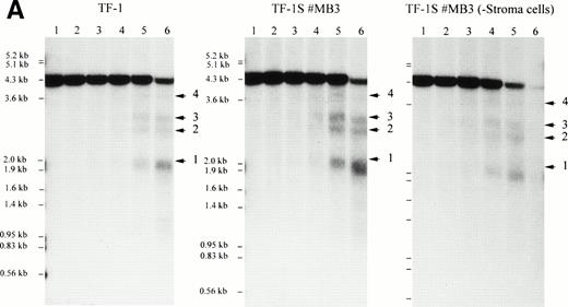Fig. 10. The DNaseI hypersensitive sites (HSS) in TF-1, independent of downregulation or upregulation of the c-kit receptor, are identical. (A) Mapping of HSS (1-4) (arrowheads) in different TF-1 cell lines. All major and minor degradation bands of the 4.2-kbEcoRI fragment are indicated and numbered according to the map of (B). HSS1 directly maps within the c-kit promoter region. HSS2, HSS3, and HSS4 are located in the 5′ region of the first intron. DNaseI-treated genomic DNA (10 μg) was digested with EcoRI and probed with probe (a). DNaseI concentrations were as follows: lane 1, no DNaseI; lane 2, 0.8 μg/mL; lane 3, 1.2 μg/mL; lane 4, 1.8 μg/mL; lane 5, 2.7 μg/mL; lane 6, 4.0 μg/mL. (B) The hypersensitive sites of the c-kit promoter region of TF-1 cells (TF-1; TF-1S #MB3, #MB6, #MB8; and TF-1S #MBs removed from stroma for 1 day). HSS4 is a minor site and was not always found. Exon 1 is boxed, and the coding region is indicated by shading. Probes used for mapping HSS (a and b) are indicated.