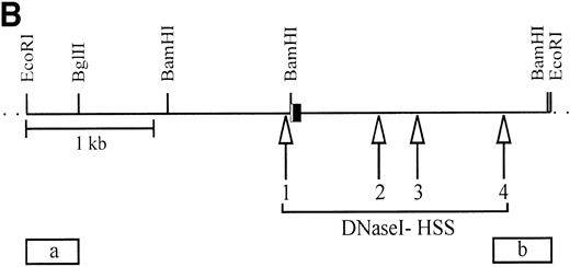 Fig. 10. The DNaseI hypersensitive sites (HSS) in TF-1, independent of downregulation or upregulation of the c-kit receptor, are identical. (A) Mapping of HSS (1-4) (arrowheads) in different TF-1 cell lines. All major and minor degradation bands of the 4.2-kbEcoRI fragment are indicated and numbered according to the map of (B). HSS1 directly maps within the c-kit promoter region. HSS2, HSS3, and HSS4 are located in the 5′ region of the first intron. DNaseI-treated genomic DNA (10 μg) was digested with EcoRI and probed with probe (a). DNaseI concentrations were as follows: lane 1, no DNaseI; lane 2, 0.8 μg/mL; lane 3, 1.2 μg/mL; lane 4, 1.8 μg/mL; lane 5, 2.7 μg/mL; lane 6, 4.0 μg/mL. (B) The hypersensitive sites of the c-kit promoter region of TF-1 cells (TF-1; TF-1S #MB3, #MB6, #MB8; and TF-1S #MBs removed from stroma for 1 day). HSS4 is a minor site and was not always found. Exon 1 is boxed, and the coding region is indicated by shading. Probes used for mapping HSS (a and b) are indicated.