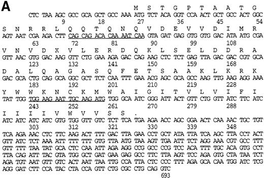 Fig. 1. Nucleotide and predicted amino acid sequence of human cellubrevin. (A) Nucleotide and amino acid sequence of Hceb. The numbers correspond to the number of nucleotides and the underlined regions correspond to the sequences for which degenerate primers were designed. The sequence of the Hceb clone was submitted to Genbank, accession number U64520. (B) Comparison of the Hceb amino acid sequence to other human VAMPs and rat cellubrevin. The dots represent identical amino acids. The underlined region represents the peptide that was used to make a specific antihuman cellubrevin Ab. The bold methionine (M) represents the VAMP 2 vesicle targeting signal, which is also present in Hceb.