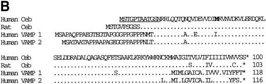 Fig. 1. Nucleotide and predicted amino acid sequence of human cellubrevin. (A) Nucleotide and amino acid sequence of Hceb. The numbers correspond to the number of nucleotides and the underlined regions correspond to the sequences for which degenerate primers were designed. The sequence of the Hceb clone was submitted to Genbank, accession number U64520. (B) Comparison of the Hceb amino acid sequence to other human VAMPs and rat cellubrevin. The dots represent identical amino acids. The underlined region represents the peptide that was used to make a specific antihuman cellubrevin Ab. The bold methionine (M) represents the VAMP 2 vesicle targeting signal, which is also present in Hceb.