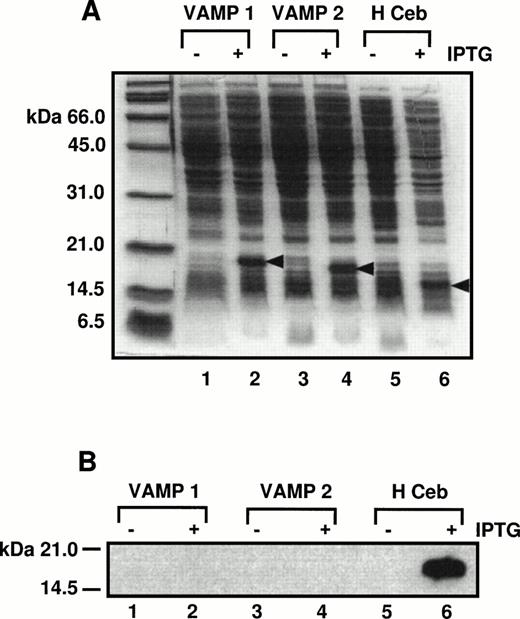 Fig. 3. Antihuman cellubrevin antibody does not cross-react with VAMP 1 or VAMP 2. (A) E. coli cells expressing His6-tagged VAMP 1, 2, and Hceb constructs were induced with 1 mmol/L IPTG for 4 hours to produce each recombinant protein. Bacterial extracts from the minus and plus IPTG-induced samples were separated on a 12.5% SDS-PAGE gel and proteins were stained with Coomassie Brilliant Blue. Lanes 1 and 2, VAMP 1 ± IPTG; lanes 3 and 4, VAMP 2 ± IPTG; lanes 5 and 6, Hceb ± IPTG. (B) The same samples were separated by SDS-PAGE and then transferred to nitrocellulose and blotted with a specific anti-Hceb Ab at a concentration of 1/1,000.