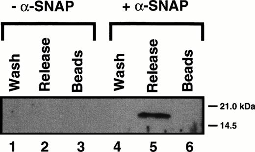 Fig. 5. Human cellubrevin participates in 20S particle assembly and ATP-dependent disassembly. Five milligrams of HPE were incubated with NSFmyc and either with (+) or without (-) recombinant-SNAP. 20S Complex was immunoprecipitated with an anti-myc antibody cross-linked to agarose beads. The beads were harvested by centrifugation, washed in the presence of ATPγS (wash), and then incubated with ATP/Mg. The resulting supernatant was harvested (release), and the beads were then stripped with glycine (beads). The proteins were recovered by trichloroacetic acid (TCA) precipitation and analyzed by Western blotting with an anti-Hceb antibody (1/100).