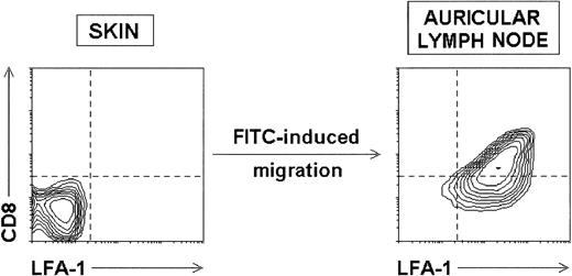 Fig. 5. Compared phenotype of skin LC and LC after skin sensitization-induced migration to the draining LN. Contour plots represent the CD8 versus LFA-1 profiles of uncultured skin LC and FITC+ LC isolated from draining auricular LN 5 days after skin sensitization with FITC. Both CD8 and LFA-1 were upregulated by LC on FITC-induced migration.