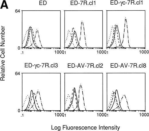 Fig. 1. Immunofluorescence staining of receptors on ED40515(-) cells and transfected derivatives. (A) Cells were stained with an anti–IL-15 MoAb, M110 (· · · ·), anti–IL-2Rβ MoAb, TU27 (– · – ·), anti–IL-4R MoAb (—) or anti–IL-15R MoAb, M162 (– – –), followed by PE-conjugated antimouse IgG. (B) FITC-conjugated anti–IL-2R MoAb ( – ) or FITC-conjugated control IgG1 (· · · ·) were used for staining of these cells. (C) Cells were treated with a biotin-conjugated antihuman γc chain MoAb, TUGh4 (—), antihuman IL-7R chain MoAb (– – –) or without antibody (· · · ·) followed by streptavidin-phycoerythrin staining.