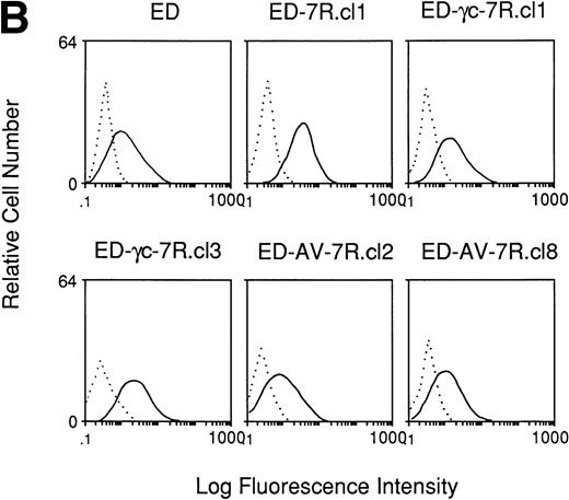 Fig. 1. Immunofluorescence staining of receptors on ED40515(-) cells and transfected derivatives. (A) Cells were stained with an anti–IL-15 MoAb, M110 (· · · ·), anti–IL-2Rβ MoAb, TU27 (– · – ·), anti–IL-4R MoAb (—) or anti–IL-15R MoAb, M162 (– – –), followed by PE-conjugated antimouse IgG. (B) FITC-conjugated anti–IL-2R MoAb ( – ) or FITC-conjugated control IgG1 (· · · ·) were used for staining of these cells. (C) Cells were treated with a biotin-conjugated antihuman γc chain MoAb, TUGh4 (—), antihuman IL-7R chain MoAb (– – –) or without antibody (· · · ·) followed by streptavidin-phycoerythrin staining.