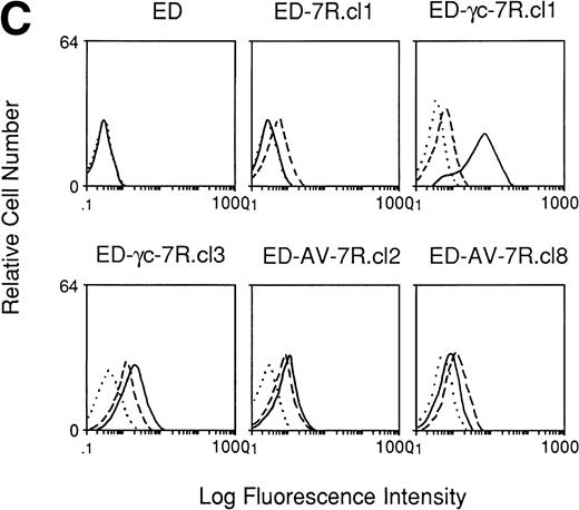 Fig. 1. Immunofluorescence staining of receptors on ED40515(-) cells and transfected derivatives. (A) Cells were stained with an anti–IL-15 MoAb, M110 (· · · ·), anti–IL-2Rβ MoAb, TU27 (– · – ·), anti–IL-4R MoAb (—) or anti–IL-15R MoAb, M162 (– – –), followed by PE-conjugated antimouse IgG. (B) FITC-conjugated anti–IL-2R MoAb ( – ) or FITC-conjugated control IgG1 (· · · ·) were used for staining of these cells. (C) Cells were treated with a biotin-conjugated antihuman γc chain MoAb, TUGh4 (—), antihuman IL-7R chain MoAb (– – –) or without antibody (· · · ·) followed by streptavidin-phycoerythrin staining.