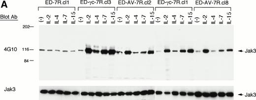 Fig. 2. IL-4– and IL-7–induced tyrosine phosphorylation of Jak3 kinase is attenuated in the cells expressing the transfected mutant γc chain obtained from the X-SCID patient. (A) ED-7R.cl1 cells, ED-γc-7R.cl1 cells, ED-γc-7R.cl3 cells, ED-AV-7R.cl2 cells, and ED-AV-7R.cl8 cells were stimulated with 10 nmol/L of IL-2, IL-4, IL-7, and IL-15 for 15 minutes. The cell lysates were immunoprecipitated with anti-Jak3 polyclonal antibodies, separated by SDS-PAGE, and transferred to membranes. Phosphotyrosine was detected by antiphosphotyrosine MoAb, 4G10. The filters were reprobed with the anti-Jak3 polyclonal antibodies to determine the amount of Jak3 in each lane. (B) ED-γc-7R.cl1 cells and ED-AV-7R.cl2 cells were stimulated with various concentration of IL-2, IL-7, and IL-15 for 15 minutes. The cell lysates were immunoprecipitated with anti-Jak3 polyclonal antibodies, and phosphotyrosine-containing proteins were detected by immunoblotting with 4G10. The position of Jak3 is shown by the arrow. Molecular sizes are indicated on the left (in kD).
