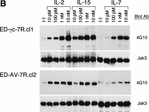 Fig. 2. IL-4– and IL-7–induced tyrosine phosphorylation of Jak3 kinase is attenuated in the cells expressing the transfected mutant γc chain obtained from the X-SCID patient. (A) ED-7R.cl1 cells, ED-γc-7R.cl1 cells, ED-γc-7R.cl3 cells, ED-AV-7R.cl2 cells, and ED-AV-7R.cl8 cells were stimulated with 10 nmol/L of IL-2, IL-4, IL-7, and IL-15 for 15 minutes. The cell lysates were immunoprecipitated with anti-Jak3 polyclonal antibodies, separated by SDS-PAGE, and transferred to membranes. Phosphotyrosine was detected by antiphosphotyrosine MoAb, 4G10. The filters were reprobed with the anti-Jak3 polyclonal antibodies to determine the amount of Jak3 in each lane. (B) ED-γc-7R.cl1 cells and ED-AV-7R.cl2 cells were stimulated with various concentration of IL-2, IL-7, and IL-15 for 15 minutes. The cell lysates were immunoprecipitated with anti-Jak3 polyclonal antibodies, and phosphotyrosine-containing proteins were detected by immunoblotting with 4G10. The position of Jak3 is shown by the arrow. Molecular sizes are indicated on the left (in kD).