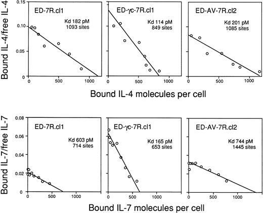 Fig. 3. Scatchard plot analyses of 125I-labeled IL-4 and IL-7 binding to the ED40515 (-) and its transfected derivatives expressing IL-7R alone or with the wild-type or mutant γc chain. The cells were incubated with 125I-IL-4 or125I-IL-7 and binding site and kD values were calculated by Scatchard analysis.