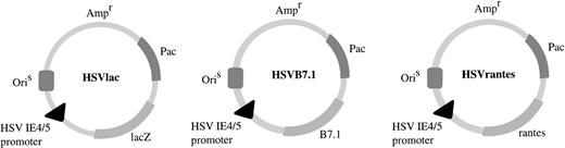 Fig. 1. HSV amplicon vectors. Coding sequences for human B7.1 or human RANTES were cloned downstream of the HSV IE4/5 promoter in pHSVPrPUC amplicon plasmid as indicated. HSVlac, which places theEscherichia coli β-galactosidase gene (lacZ) under the transcriptional control of the IE 4/5 promoter, has been described previously.19 Ampr denotes location of the ampicillin resistance gene. OriS represents HSV-1 replication origin and Pac is the HSV-1 cleavage and packaging sequence.