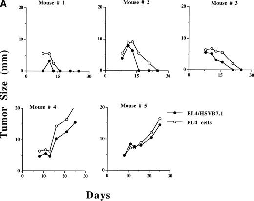 Fig. 4. Growth of HSVB7.1 or HSVlac amplicon-transduced EL4 cells and parental EL4 cells injected contralaterally in C57BL/6 mice. EL4 cells were infected ex vivo at an estimated MOI of 1 with either HSVB7.1 (A; mice no. 1 through 5) or HSVlac virus (B; mice no. 6 through 10). Viable transduced EL4 cells (106) were implanted SC on one side of the hind limb of the C57BL/6 mice, and parental (nontransduced) EL4 cells (106 cells/per mouse) were implanted on the contralateral hind limb. Tumor diameter was measured and expressed in millimeters. Tumor size in individual animals is shown.