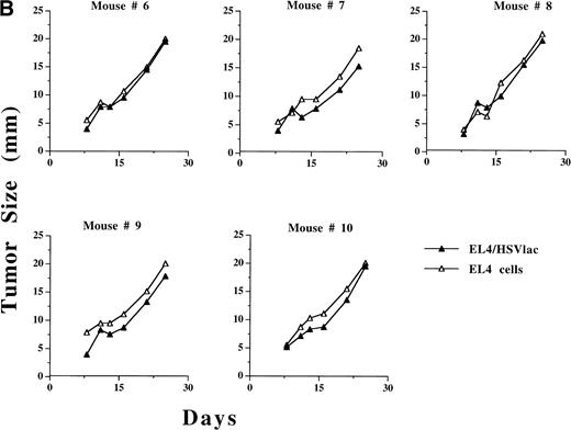 Fig. 4. Growth of HSVB7.1 or HSVlac amplicon-transduced EL4 cells and parental EL4 cells injected contralaterally in C57BL/6 mice. EL4 cells were infected ex vivo at an estimated MOI of 1 with either HSVB7.1 (A; mice no. 1 through 5) or HSVlac virus (B; mice no. 6 through 10). Viable transduced EL4 cells (106) were implanted SC on one side of the hind limb of the C57BL/6 mice, and parental (nontransduced) EL4 cells (106 cells/per mouse) were implanted on the contralateral hind limb. Tumor diameter was measured and expressed in millimeters. Tumor size in individual animals is shown.