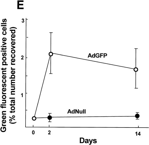 Fig. 6. Persistance of genetically modified AM after in vivo transfer of alveolar macrophages that have been modified in vitro with AdGFP or AdNull. After infection (200 moi, 90 minutes at 37°C), the cells were washed and 2 × 105 cells were transplanted to the lungs of syngeneic recipient mice via the intratracheal route. AM were recovered by lavage after 2 and 14 days, and adherent cells were evaluated by fluorescence microscopy. GFP fluorescence is shown in green. Nuclei are counterstained with DAPI (blue) and autofluorescence appears yellow-orange. (A) AM recovered 2 days after transfer of AdNull-infected cells to the lung. (B) Same as (A) but AdGFP-infected AM. (C) AdNull, 14 days. (D) AdGFP, 14 days. Bar = 50 μm. Cells recovered from naive mice showed only autofluorescence (not shown). (E) Quantitative assessment of the number of genetically modified AM. Shown is the percentage of cells expressing green fluorescence, reflecting AM expression of GFP.
