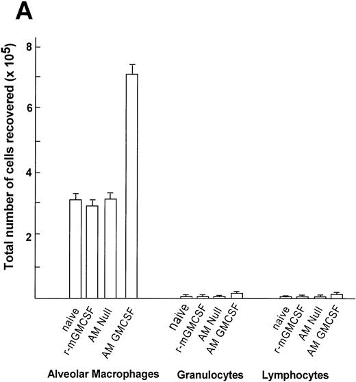 Fig. 9. Time course of expansion in numbers of alveolar macrophages after in vitro infection of alveolar macrophages by AdmGM-CSF and subsequent transfer of the genetically modified AM to the lung. Alveolar macrophages were infected in vitro with AdmGM-CSF (AM GM-CSF) or AdNull (AM Null) at 100 moi. After 90 minutes, the cells were washed and 2 × 105 AM were transplanted by the intratracheal route to the lungs of syngeneic mice. (A) Total number of cells recovered by lavage 7 days after the administration of genetically modified AM. Shown are total numbers of AM, granulocytes, and lymphocytes. The granulocytes were greater than 99% neutrophils. (B) Number of AM recovered by lavage 1 and 5 weeks after administration of AM genetically modified in vitro with AdmGM-CSF compared with AdNull or naive mice. The data regarding the number of AM from 1 week are the same as the AM data from (A). The data represent the mean ± standard error of the mean for 4 to 6 mice for each data point.