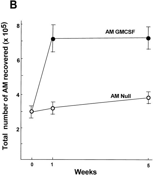 Fig. 9. Time course of expansion in numbers of alveolar macrophages after in vitro infection of alveolar macrophages by AdmGM-CSF and subsequent transfer of the genetically modified AM to the lung. Alveolar macrophages were infected in vitro with AdmGM-CSF (AM GM-CSF) or AdNull (AM Null) at 100 moi. After 90 minutes, the cells were washed and 2 × 105 AM were transplanted by the intratracheal route to the lungs of syngeneic mice. (A) Total number of cells recovered by lavage 7 days after the administration of genetically modified AM. Shown are total numbers of AM, granulocytes, and lymphocytes. The granulocytes were greater than 99% neutrophils. (B) Number of AM recovered by lavage 1 and 5 weeks after administration of AM genetically modified in vitro with AdmGM-CSF compared with AdNull or naive mice. The data regarding the number of AM from 1 week are the same as the AM data from (A). The data represent the mean ± standard error of the mean for 4 to 6 mice for each data point.
