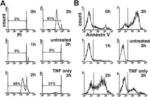 Fig. 1. Time course of DNA fragmentation (A) and cell surface exposure of phosphatidylserine (B) in neutrophils exposed to TNF- plus cycloheximide. PI-stained, ethanol-permeabilized neutrophils (A) or neutrophils stained with phycoerythrin-conjugated annexin V (B) were subjected to flow cytometric analyses.