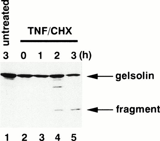 Fig. 2. Cleavage of gelsolin in apoptotic neutrophils. Whole cell extracts obtained from 5 × 105 neutrophils treated with (lanes 2 through 5) or without (lane 1) TNF- plus cycloheximide (TNF/CHX) for the time indicated were subjected to SDS-PAGE (10% gel) and immunoblotting using a monoclonal anti-gelsolin antibody.