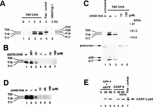 Fig. 4. Affinity labeling of active caspases in neutrophils. (A) Time course of caspase activation. Cytoplasmic extracts were obtained from 1 × 107 neutrophils treated with TNF- plus cycloheximide (TNF/CHX) for the indicated time periods (lanes 1 through 4 and 6) or from 5 × 106 Jurkat cells stimulated with anti-Fas antibody (CH-11, 100 ng/mL) for 3 hours (lane 5). Extracts were incubated with (lanes 1 through 5) or without (lane 6) 1 μmol/L zEK(bio)D-aomk for 5 minutes at 37°C. (B) Preferential competition of zEK(bio)D-aomk binding to caspase-3 by DQTD-CHO. Cytoplasmic extracts from 1 × 107 neutrophils treated with TNF- plus cycloheximide for 3 hours were preincubated with DQTD-CHO for 15 minutes at 37°C before labeling with 1 μmol/L zEK(bio)D-aomk. (C) zVAD-fmk inhibition of caspase activation. Neutrophils preincubated for 1 hour with indicated concentrations of zVAD-fmk were stimulated with TNF- plus cycloheximide (lanes 2 through 5) or left untreated (lane 1) for 3 hours. (Upper lanes) zEK(bio)D-aomk–labeled caspases were detected with HRP-conjugated streptavidin. (Lower lanes) The same blot was reprobed with a rabbit anti–caspase-3 antibody. (D) Sensitivities of active caspases to zVAD-fmk. zVAD-fmk at indicated concentrations was added to neutrophils stimulated with TNF- plus cycloheximide for 3 hours. After incubation for 1 hour at 37°C, cytoplasmic extracts were prepared for affinity labeling analysis. (E) Cell-free activation of endogenous caspases in neutrophil extracts by recombinant caspase-8 and by cytochrome c. Cytoplasmic extracts from neutrophils were treated with cytochrome c plus dATP (lanes 1 through 3) or recombinant caspase-8 (lanes 4 through 6) for the indicated time period. Lane 7, cytoplasmic extracts from Fas-stimulated Jurkat cells. All samples were affinity labeled with 1 μmol/L zEK(bio)D-aomk.