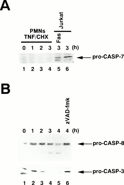Fig. 5. Immunoblotting for procaspase processing. Whole cell extracts were prepared from 1 × 106 neutrophils (PMNs) stimulated with TNF- plus cycloheximide (TNF/CHX) for the indicated time periods. (A) Pro–caspase-7 is not detectable in neutrophils. Whole cell extracts from 5 × 105 Jurkat cells treated with (lane 5) or without (lane 6) anti-Fas antibody were also analyzed. (B) Processing of pro–caspase-8 (upper panel) and pro–caspase-3 (lower panel) in TNF-–treated neutrophils. Lane 6, neutrophils were preincubated with zVAD-fmk before exposure to TNF- plus cycloheximide. The same blot was sequentially probed with anti–caspase-8 (upper panel) and anti–caspase-3 (lower panel) monoclonal antibodies.