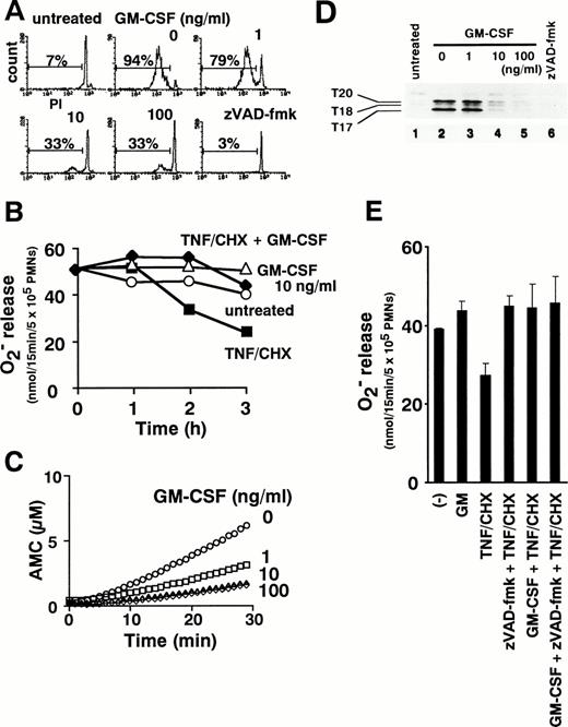 Fig. 9. GM-CSF inhibits apoptosis (A), reverses downregulation of superoxide release (B), and suppresses caspase activation (C and D) in TNF-–treated neutrophils. Neutrophils were pretreated with 1, 10, and 100 ng/mL GM-CSF for 1 hour before the addition of TNF- plus cycloheximide. DNA fragmentation (A), superoxide release in response to PMA (B), and the presence of DEVD-cleaving (C) or zEK(bio)D-aomk-binding (D) active caspases were analyzed after incubation for the indicated time period (B) or for 2 hours (A, C, and D). (E) Cells were pretreated with 100 μmol/L zVAD-fmk or 10 ng/mL GM-CSF singly and in combination before addition of TNF-/cycloheximide for 2 hours followed by measurement of PMA-induced superoxide release. Values represent the means + SEM of three independent experiments performed in duplicate.