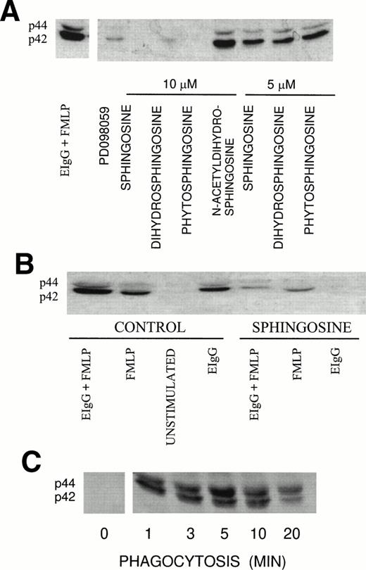 Fig. 2. (A) Effect of sphingoid bases on ERK1 and ERK2 activation during fMLP-primed phagocytosis of EIgG in PMN. PMN (2 × 106/mL) were incubated with different sphingoid bases (5 and 10 μmol/L), buffer (control), or 50 μmol/L PD098059 for 30 minutes at 22°C. The PMN were primed with fMLP (10−7mol/L) for 10 minutes at 37°C, followed by the addition of EIgG (1 × 108/mL) for 3 minutes at 37°C. The membranes were probed with anti-MAP kinase Ab that recognizes both phosphorylated isoforms, ERK1 (p44) and ERK2 (p42). (B) Effect of sphingosine on ERK1 and ERK2 activation. PMN (2 × 106/mL) were preincubated with 10 μmol/L sphingosine or buffer (control) and subsequently activated with 10−7 mol/L fMLP and EIgG. Phagocytosis was allowed to proceed for 3 minutes. The samples were run on 10% SDS-PAGE and protein transferred to PVDF membranes. The membranes were probed with Ab against phosphorylated ERK1 and ERK2. The figure is representative of three experiments. (C) Kinetics of ERK1 and ERK2 phosphorylation in PMN during phagocytosis of EIgG. PMN were incubated with EIgG. At the indicated times, phagocytosis was terminated and the PMN were treated as noted in (B).