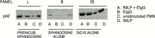 Fig. 3. Restoration of ERK2 phosphorylation by DiC10 in PMN treated with sphingosine. PMN (2 × 106/mL) were pretreated for 30 minutes with 10 μmol/L sphingosine followed by incubation for 30 minutes with 200 μmol/L DiC10 (panel I) or treated with 10 μmol/L sphingosine alone (panel II) or 200 μmol/L DiC10 alone (panel III). The PMN were then primed with 10−7mol/L fMLP and then challenged with EIgG (column A), challenged with EIgG alone (column B), were not treated (column C), or were stimulated with 10−7 mol/L fMLP (column D). ERK2 phosphorylation was determined by Western blotting. See Fig 2B for an example of control values.