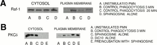 Fig. 4. (A) Inhibition by sphingosine of the translocation of Raf-1 to the plasma membrane during phagocytosis of EIgG in PMN. PMN (1 × 108/mL) were incubated with EIgG (5 × 109/mL) at 37°C. The PMN were then separated into cytosolic and membrane fractions. The fractions were analyzed for the presence of Raf-1 by employing SDS-PAGE and immunoblotting using specific Abs. (A) indicates the translocation of Raf-1 to the plasma membrane within 3 minutes in column B, a decrease in translocation at 20 minutes phagocytosis in column C, respectively; columns D indicate PMN pretreated 10 μmol/L sphingosine and activated with EIgG for 3 minutes. (B) Restoration of PKCδ translocation from cytosol to the plasma membrane in PMN treated with sphingosine by DiC10. (B) indicates translocation of PKCδ to the plasma membrane at 3 minutes from the cytosol in the presence or in the absence of 10 μmol/L sphingosine and DiC10.