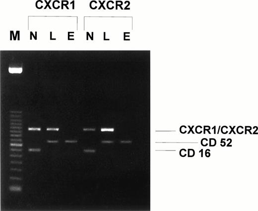 Fig. 5. CXCR1 and CXCR2 mRNA is expressed in human neutrophils and lymphocytes but not in human eosinophils. Human neutrophil, lymphocyte, and eosinophil mRNA was isolated and first-strand cDNA synthesis was performed. PCR was performed with primer pairs specific for CXCR1 (expected size, 507 bp), CXCR2 (expected size, 520 bp), CD52 (expected size, 385 bp), and CD16 (expected size, 297 bp). The amplicons were separated by electrophoresis in 1.8% agarose gel and stained by ethidium bromide. Lane M, 100-bp DNA size marker; lane N, human neutrophil mRNA; lane L, human lymphocyte mRNA; lane E, human eosinophil mRNA. One representative experiment of four performed is shown.