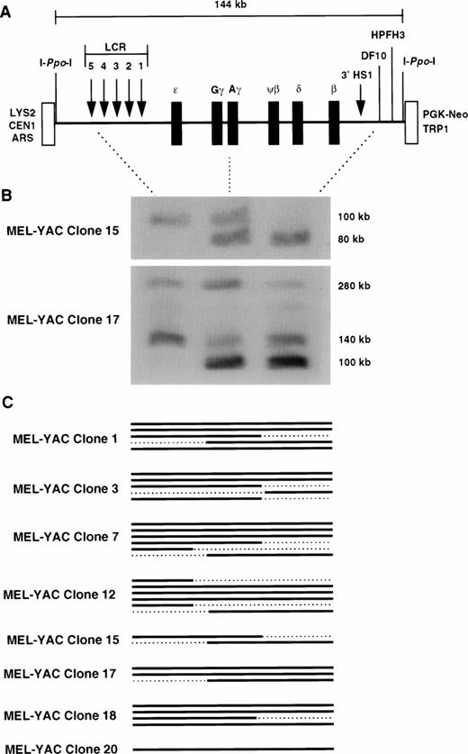 Fig. 1. Structural analysis of the Ppo-155 β-YAC tranferred into MEL cells by lipofection. (A) Diagram of thePpo-155 β-YAC. The 144-kb I-Ppo-I fragment used to assess YAC integrity is shown. This YAC contains an intact β-locus with 39 kb of DNA upstream of the 5′HS5 of the LCR and 23 kb of DNA downstream of 3′HS1. The HS sites of the LCR and the 3′HS1 are displayed as arrows. The location of the I-Ppo-I sites are shown as straight lines next to the vector sequences (open boxes). YAC-vector sequences: TRP1 and LYS2, YAC selectable markers for tryptophane and lysine prototrophy, respectively; ARS1, yeast autonomous replicating sequence; CEN1, centromere; PGK-Neo, selectable marker for G418 resistance. (B) Structural analysis of the MEL(Ppo-155 β-YAC) clones 15 and 17; I-Ppo-I digestion, PFGE, and capillary transfer were performed as described in Materials and Methods. The blot was cut into strips and each strip was hybridized with one of the three probes indicated by the dotted lines between the YAC diagram and the autoradiograph (ie, HS5, Aγ-globin, and DF-10). The strips were realigned to reconstruct the original membrane, and a hybridization profile for each I-PpoI fragment was obtained. Fragments with a positive hybridization signal in all three lanes were considered as intact. Notice that clone 15 has two fragmented copies, whereas clone 17 has two intact copies at 140 and 280 kb and a third that extends from Aγ to the 3′ end of the β globin locus. (C) Graphic representation of the β-YACs in the MEL(β-YAC) clones according to their hybridization profile. Solid lines represent intact β globin loci, whereas the dotted lines indicate lack of hybridization and fragmented β-YAC copies.