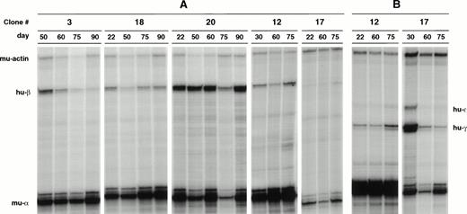 Fig. 2. Expression of the human globin genes in MEL(Ppo-155 β-YAC) clones. Total RNA was isolated from MEL cells at the days shown above the autoradiogram and was subjected to RNase protection assay as described in Materials and Methods. In (A), the RNA was hybridized with the human β-globin probe. In (B), the RNA was hybridized with both γ- and ɛ-globin probes. The location of the protected fragments is shown next to the autoradiogram. Notice the striking variation between human globin mRNA levels between clones.