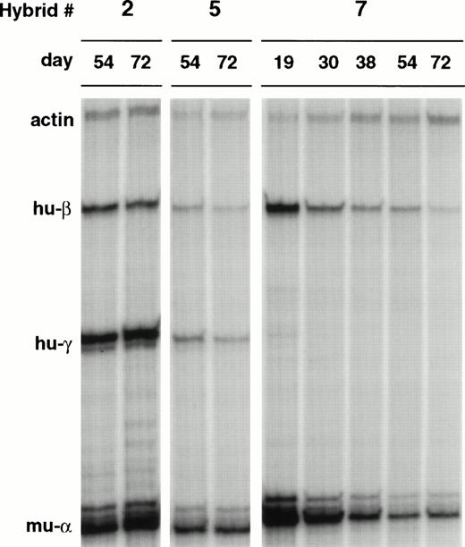 Fig. 5. Human globin gene expression of β-YACs of LxMEL hybrids. The β-YACs were first transferred into L-cells by lipofection and subsequently into MEL cells by cell fusion. Globin mRNA expression was analyzed in L(Ppo-155 β-YAC)xMEL hybrids at various time points after hybrid formation. Hybrid 7 shows extinction of expression of the human and murine globin genes. The visual differences in expression levels in the autoradiogram were diminished when the human mRNA levels were corrected for the copy number of the integrated β-YACs and the level of expression of the murine globin gene. Quantitative data are shown in Fig 6.