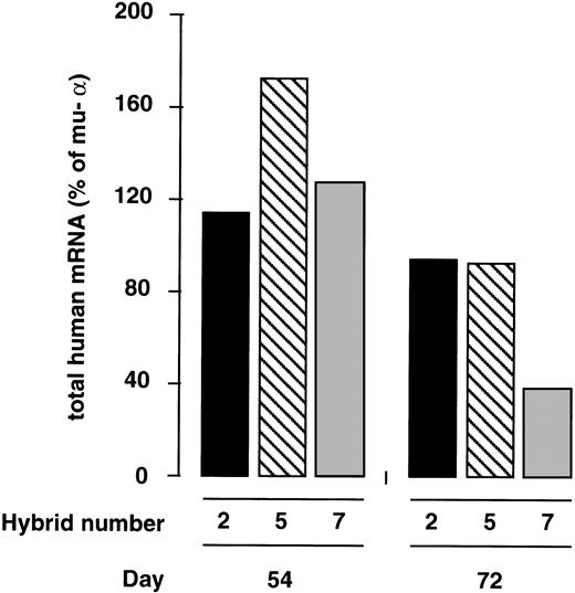 Fig. 6. Position-independent expression of globin genes of the YAC in L(β-YAC)xMEL hybrids. Total human mRNA levels of L(Ppo-155 β-YAC)xMEL hybrids shown in Fig 5 were corrected for the number of copies of the integrated human globin genes present in the hybrids and expressed as the percentage of one copy of the murine- gene. Results from culture days 54 and 72 postfusion are shown. Notice the small degree of variation in human globin expression between the three hybrids. Globin mRNA levels varied 1.5-fold on day 54 and 2.5-fold on day 72.