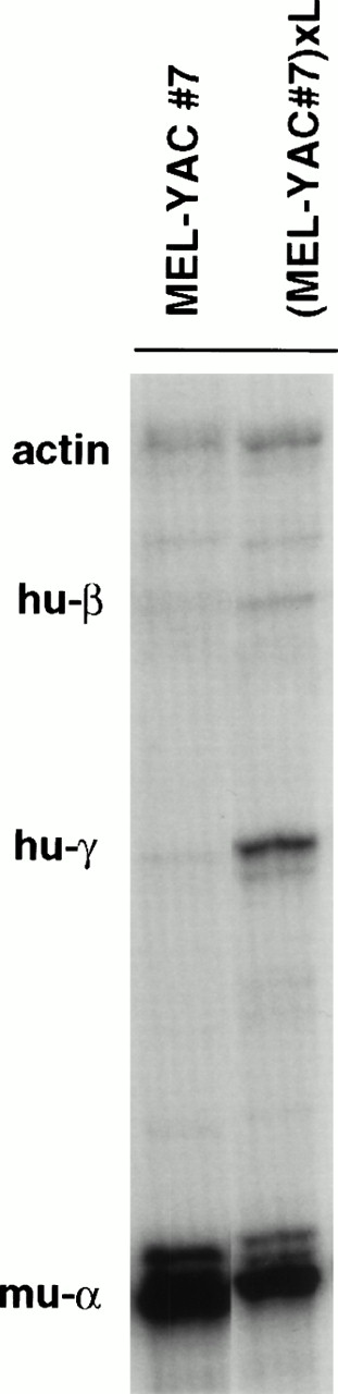 Fig. 7. Activation of human globin gene expression of a silent MEL(β-YAC) clone after transfer into L-cells. The nearly silent MEL(β-YAC) clone 7 (see Fig 3) was fused with HygroR L-cells. A hybrid cell population was selected on the basis of its dual resistance to G418 (from the MEL βYAC cells) and hygromycin (from the L-cells). This hybrid retained the potential for globin gene expression upon induction of erythroid differentiation with hemin-HMBA. Total human globin mRNA expression of the parental MEL clone at the time of fusion was 1.6% of murine-. Notice that fusion with L-cells resulted in MEL(β-YAC)xL cell hybrids in which globin gene expression was activated with a fetal-like pattern. Total mRNA output from the locus was increased to 21% of the murine gene. RNase protection was performed on day 30 postfusion.