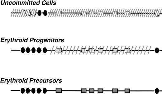 Fig. 8. Model for β-LCR activation during hematopoietic cell differentiation. It is proposed that, in the uncommitted cells, the locus is in a closed chromatin configuration, shown in the diagram by the dashed lines. However, constitutive transcription factors are bound to LCR sequences and certain DNaseI hypersensitive sites (shown as • in the diagram) are formed. In erythroid progenitors all the DNaseI HS sites are formed and the LCR holocomplex is generated. The locus attains an intermediate stage of DNaseI sensitivity (shown by the sparse dashed lines). The locus becomes fully active when, in the erythroblasts, the transcriptional complexes interact with the globin gene promoters and the promoter-specific DNaseI hypersensitive sites are formed.