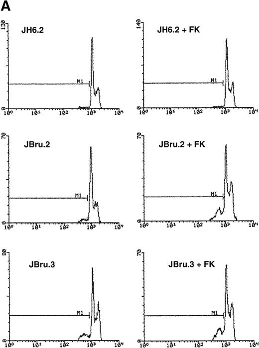 Fig. 2. Evaluation of apoptosis by (A and B) flow cytometry after PI staining and (C) indirect immunofluorescence after TUNEL in untreated or FK-treated Nef transfectants cultured for up to 24 hours in 0.1% FCS. (A) Representative experiment shows the presence of apoptosis quantitatively evaluated by flow cytometry after PI staining in 24-hour serum-starved JH6.2, J.Bru2, and J.Bru.3 cells untreated (left) or treated with 10−5 mol/L FK (right). M1, apoptotic cells; x-axis, PI fluorescence (log scale); y-axis, relative number of cells. (B) Apoptosis was quantitatively evaluated by PI staining followed by flow cytometry at different culture times. Data are the mean ± SD of four-seven separate experiments in duplicate. (C) Representative of three separate experiments in which apoptosis was evaluated by TUNEL in confocal microscopy after 24 hours of serum starvation. Apoptotic cells were identified for the presence of intense fluorescent nuclei.