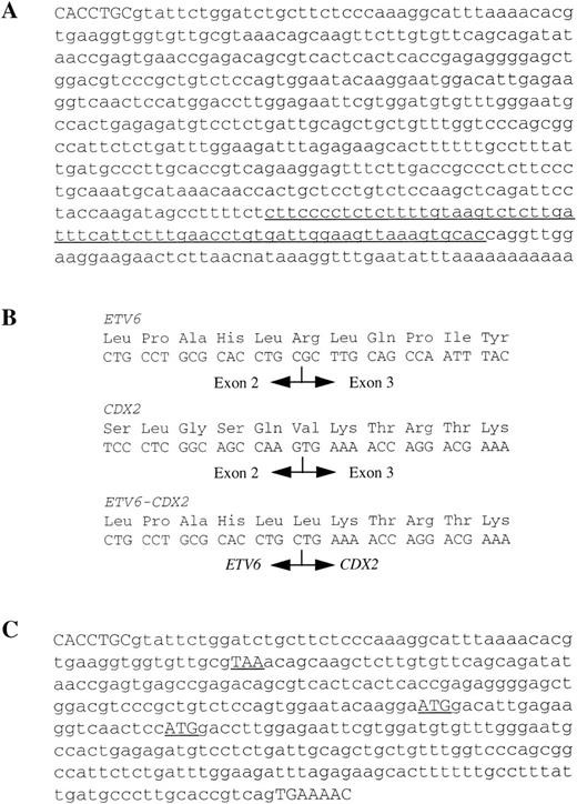 Fig. 2. (A) DNA sequence of clone 3R30. The end of ETV6 exon 2 shown in capitals and the sequence with partial homology to a region upstream of the mouse CDX2 gene is underlined. (B) Amino acid and mRNA sequences of normal ETV6, normal CDX2 and the smaller ETV6-CDX2 product at the site of fusion. (C) Sequence of larger ETV6-CDX2 fragment. The end of ETV6 exon 2 and the start of CDX2 exon 2 are shown in capitals. The stop (TAA) and potential start (ATG) codons referred to in the text are shown underlined.