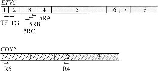 Fig. 4. Normal ETV6 and CDX2 mRNAs showing position of primers described in the text.