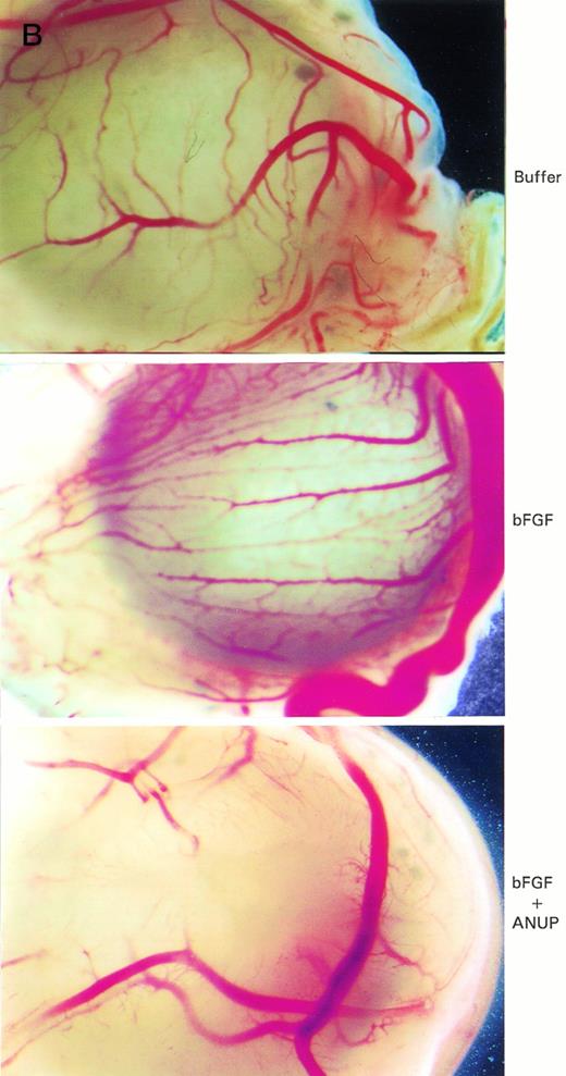 Fig. 4. (A) ANUP inhibits angiogenesis in CAM assays. Filter disks soaked in buffer alone, bFGF alone, or bFGF and test compounds in a total volume of 10 μL were used on 10-day-old CAMs. CAMs harvested after 48 hours were resected and photographed, and the number of branching blood vessels was counted within the area of each disk. The assay represents the mean ± SE of ≥8 CAMs per test group. Assays were repeated at least twice, with similar results. (B) Representative photographs (original magnification ×40) of control group receiving buffer only, bFGF alone (200 ng), and bFGF plus ANUP (0.1 μg).