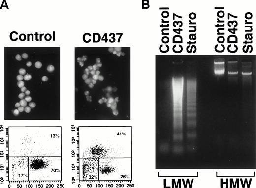 Fig. 1. Apoptotic effects of CD437 on NB4 cells. NB4 cells (200,000/mL) were treated with vehicle alone (DMSO, Control), CD437 (10−6 mol/L), or Staurosporine (Stauro, 10−6 mol/L) for 16 hours. (A) Fluorescence microphotographs of DAPI-stained cells (original magnification × 40) are shown in the top two panels. The bottom panels show flow cytometric TUNEL analyses with forward scatter on the horizontal axis and fluorescence intensity on the vertical axis. The percentage of apoptotic, necrotic, and viable cells is indicated on the top-right, bottom-left, and bottom-right, respectively. (B) Intranucleosomal DNA fragmentation, as assessed by agarose gel electrophoresis. LMW, centrifugation-resistant low–molecular weight DNA; HMW, high–molecular weight DNA.