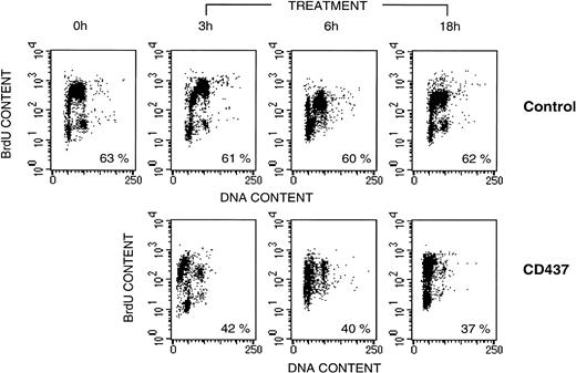 Fig. 2. NB4 cell kinetics following treatment with CD437. NB4 cells were seeded at 200,000/mL in RPMI 1640 containing 10% FCS, allowed to enter the exponential phase of growth by incubation for 12 hours in the same medium. Subsequently cells were pulse-labeled with BrdU for 15 minutes as described in Materials and Methods before incubation with vehicle (DMSO), alone (Control), or with 10−6 mol/L CD437 for the indicated amount of time. Cells were analyzed for the content of DNA following staining with propidium iodide (horizontal axis) or for the amount of BrdU incorporated into DNA (vertical axis) by flow cytometry. Numbers below each panel indicate the percentage of BrdU-positive cells.