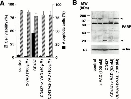 Fig. 6. Inhibition of apoptosis and PARP cleavage by the caspase inhibitor z-VAD in NB4 cells. NB4 cells (300,000/mL) were treated for 6 hours with vehicle (DMSO, Control) or with 10−6 mol/L CD437 following pretreatment for 2 hours in the presence or absence of the indicated concentration of z-VAD. (A) Dashed columns indicate the percentage of viable cells (erythrosin staining), whereas solid columns indicate the percentage of apoptotic cells (DAPI staining). Results are the mean ± SD of three separate culture dishes. (B) Extracts from cells treated as in (A) were subjected to Western blot analysis using an anti-PARP–specific antibody. Filters were reprobed with actin to ensure that similar amounts of protein were loaded in each lane. Arrowheads on the right indicate the position of the PARP intact protein and one of its proteolytic fragments. The molecular weight of protein standards is indicated on the left. The results were replicated in a separate experiment.