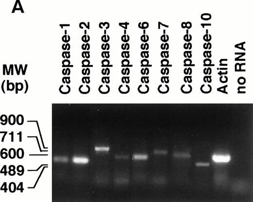 Fig. 7. Expression of caspase mRNA and proteins in untreated and CD437-treated NB4 cells. NB4 cells (300,000/mL) were grown in basal conditions (A) and treated for the indicated amount of time (B) with vehicle (DMSO, Control) or with 10−6 mol/L CD437. (A) One microgram of total RNA was reverse transcribed and PCR amplified with couple of amplimers specific for the indicated caspase cDNAs or for actin cDNA. One tenth of the PCR reaction mixture was run on a 1.2% agarose gel stained with ethidium bromide. Appropriate blanks reverse transcribed in the absence of RNA (no RNA) were set up for each RT-PCR reaction; only the blank corresponding to actin is shown. The molecular weight of DNA standards is indicated on the left. (B) Aliquots of the NB4 homogenates containing an equivalent amount of protein were subjected to Western blot analysis with antibodies specific for the indicated caspases or for actin. The molecular weight of protein standards is indicated on the left. The data are representative of those obtained in three separate experiments.